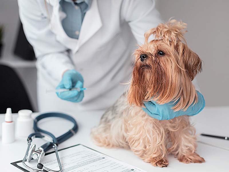 vets and pets veteriner kliniği